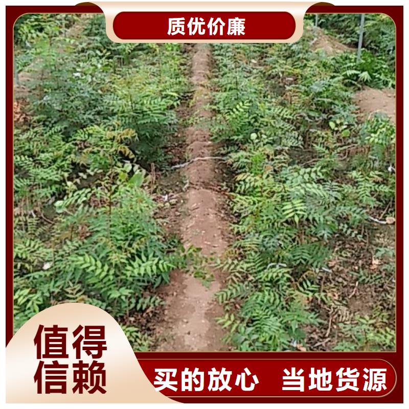 开心果3公分软籽石榴苗认准大品牌厂家