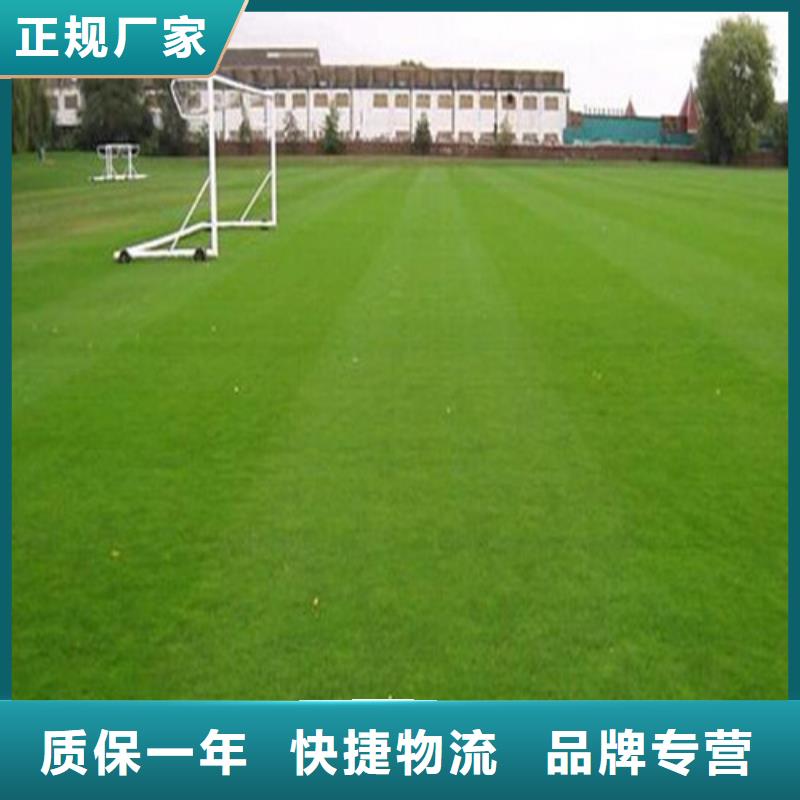 人造草坪-复合型塑胶EPDM让利客户