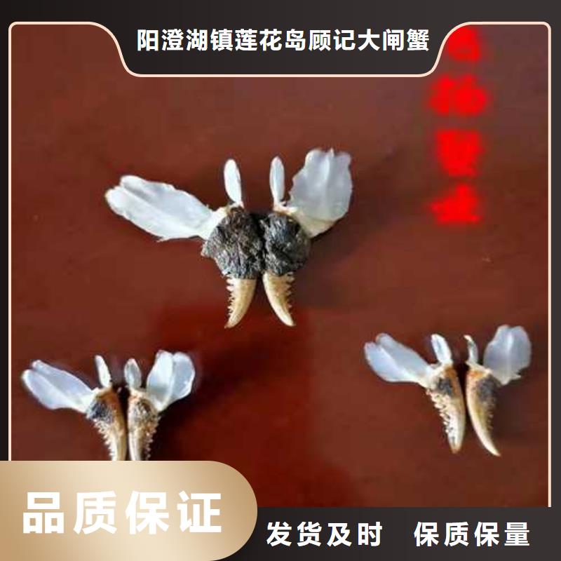 阳澄湖大闸蟹哪里正宗苏州莲花岛顾记蟹庄