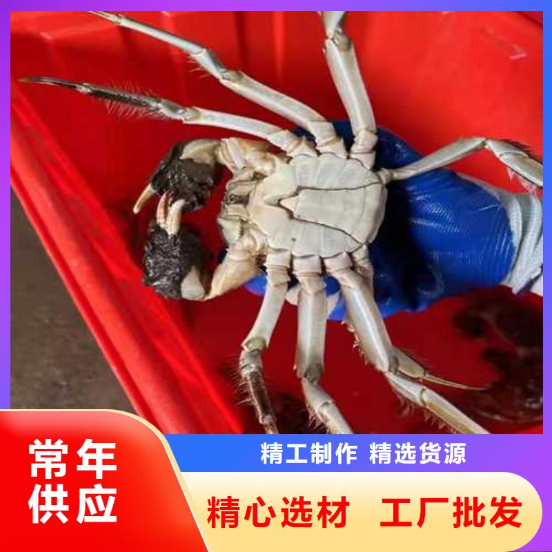 阳澄湖蟹哪家正宗苏州莲花岛顾记蟹庄