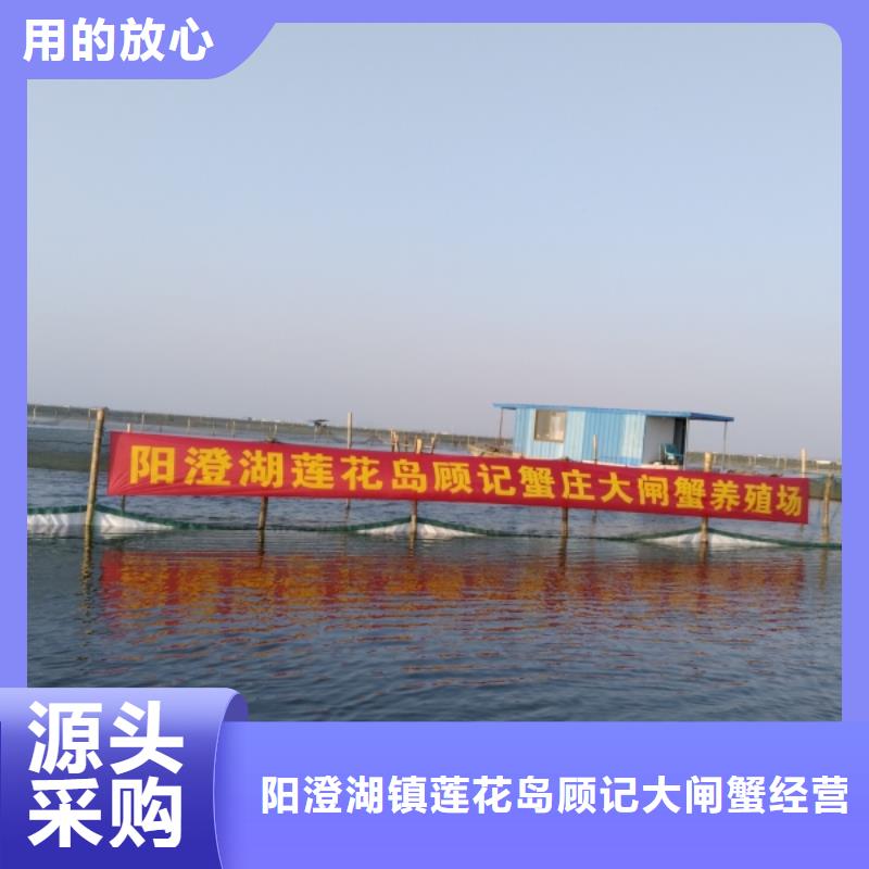 阳澄湖大闸蟹哪里正宗苏州莲花岛顾记蟹庄