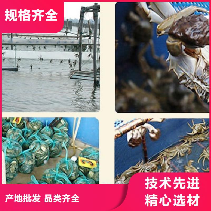 阳澄湖大闸蟹哪里正宗苏州莲花岛顾记蟹庄
