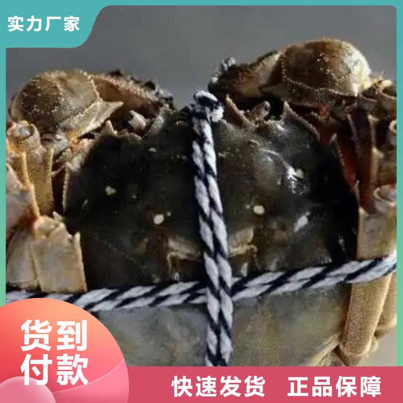 阳澄湖大闸蟹视频-南阳市阳澄湖大闸蟹-(附近)可服务区域社旗|西峡|新乡|信阳|漯河|洛阳|濮阳|开封|许昌