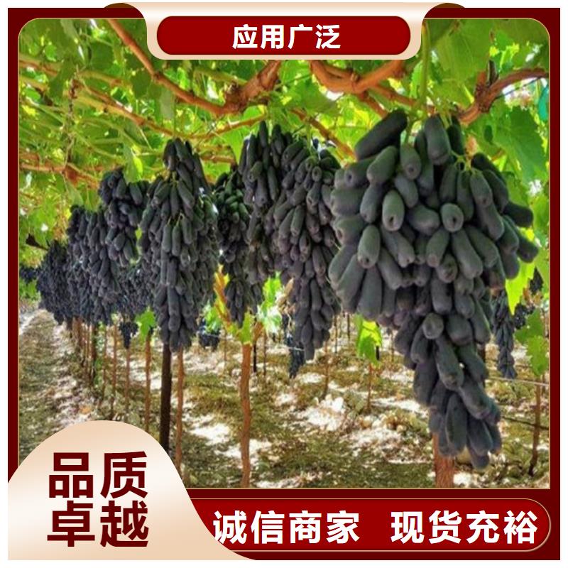 红颜草莓视频-辽宁省广祥红颜草莓可服务区域沈阳|本溪|铁岭|大连|锦州等