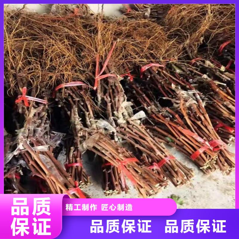 红颜草莓视频-辽宁省广祥红颜草莓可服务区域沈阳|本溪|铁岭|大连|锦州等