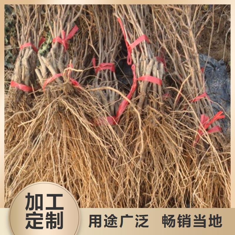 红颜草莓视频-辽宁省广祥红颜草莓可服务区域沈阳|本溪|铁岭|大连|锦州等