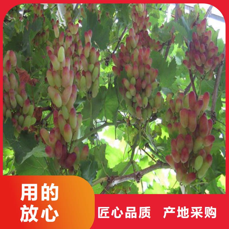 红颜草莓视频-辽宁省广祥红颜草莓可服务区域沈阳|本溪|铁岭|大连|锦州等