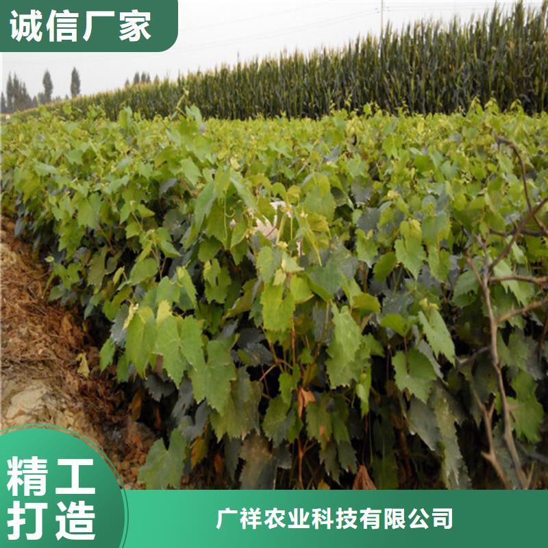 红颜草莓视频-辽宁省广祥红颜草莓可服务区域沈阳|本溪|铁岭|大连|锦州等