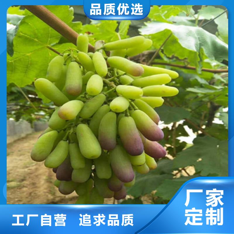 红颜草莓视频-辽宁省广祥红颜草莓可服务区域沈阳|本溪|铁岭|大连|锦州等