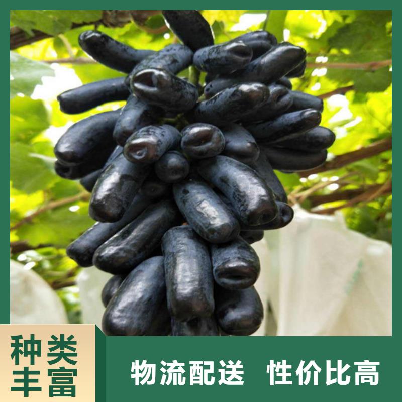 红颜草莓视频-辽宁省广祥红颜草莓可服务区域沈阳|本溪|铁岭|大连|锦州等