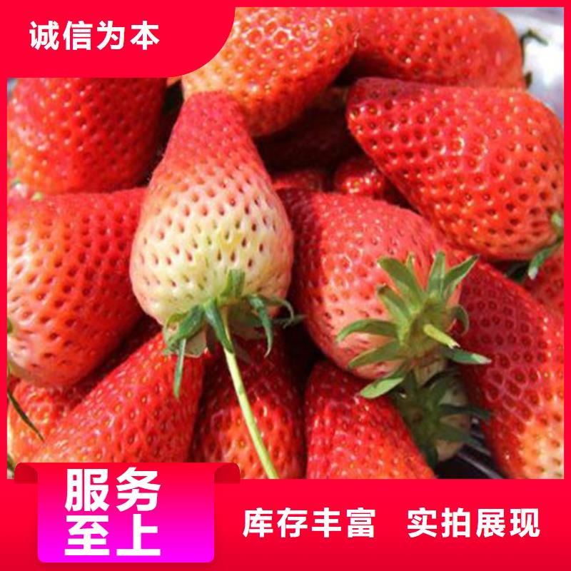 草莓苗-艾琳娜西梅树苗无中间商厂家直销
