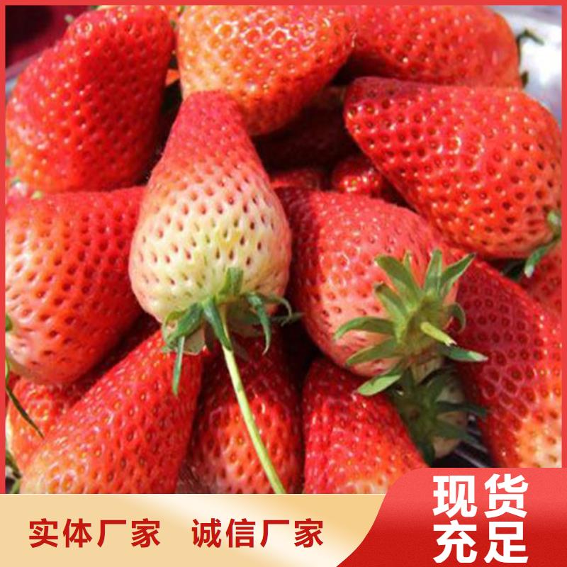 红颜草莓视频-湘潭市红颜草莓-附近可服务区域湘乡|韶山|岳阳|娄底|益阳|株洲|常德