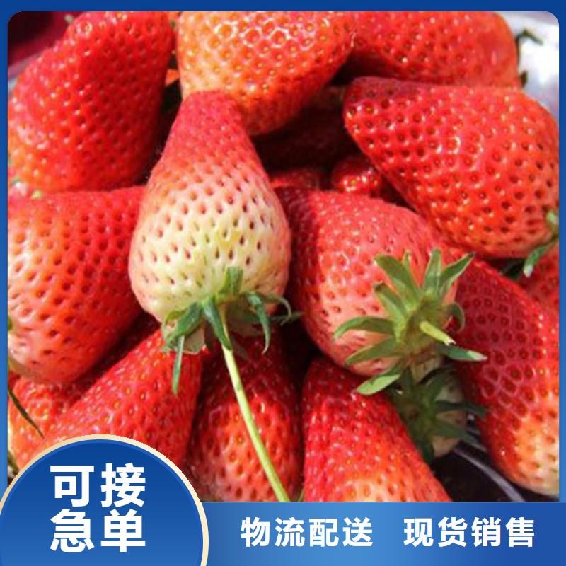 草莓苗毛蟠桃树苗基地闪电发货