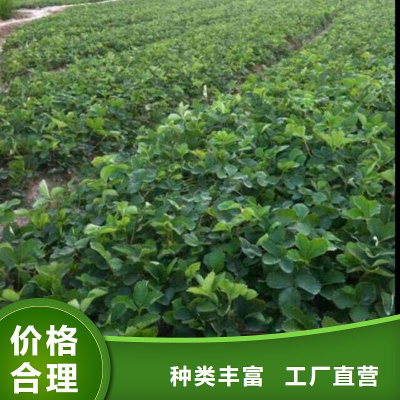 草莓苗黄金苹果树苗产地厂家直销