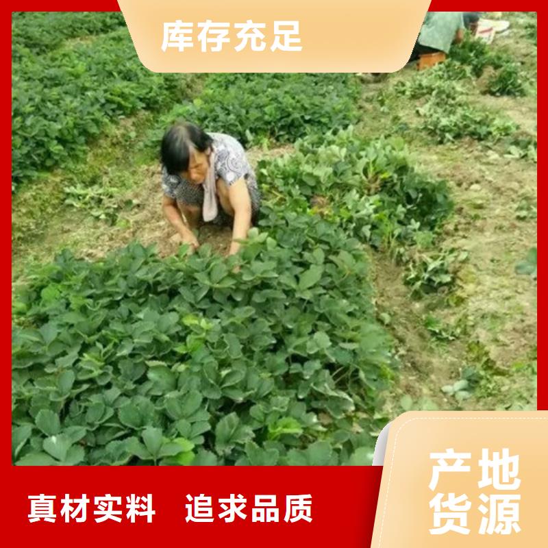 红颜草莓视频-湘潭市红颜草莓-附近可服务区域湘乡|韶山|岳阳|娄底|益阳|株洲|常德