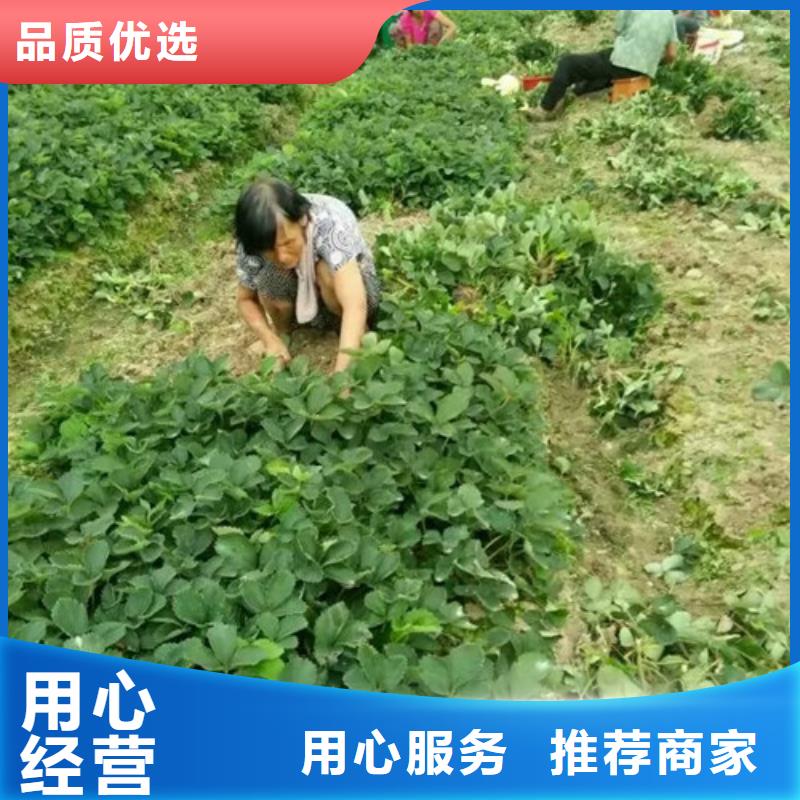 草莓苗梨树苗您想要的我们都有