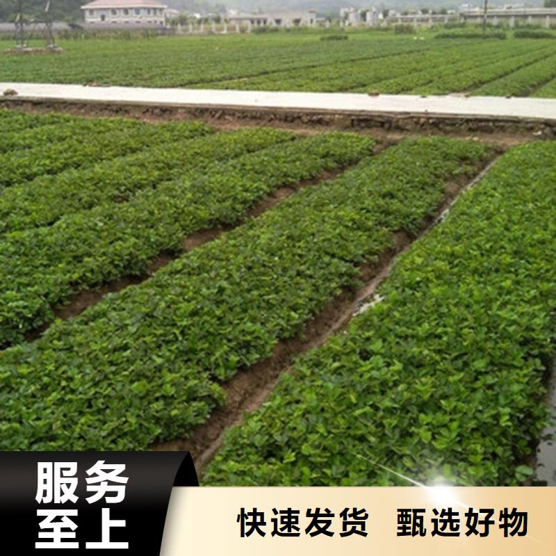 草莓苗草莓苗价格发货迅速