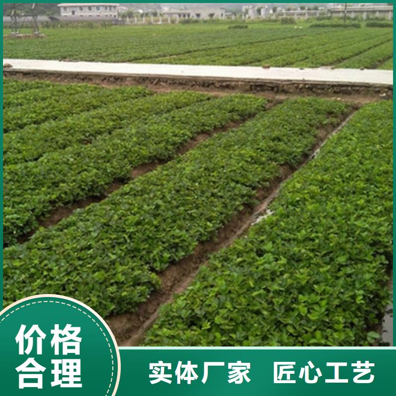 草莓苗_梨树苗基地质保一年