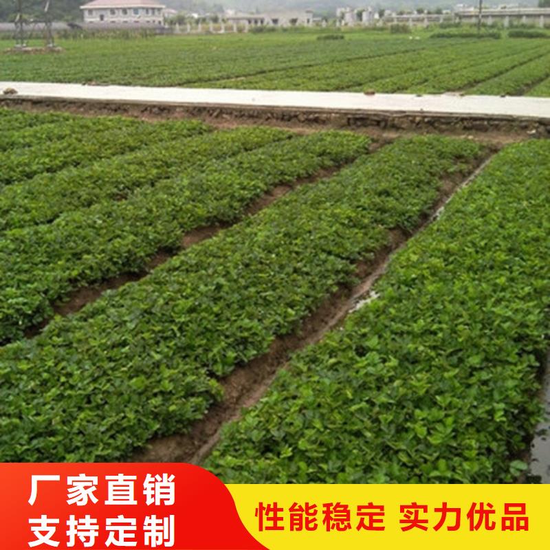 红颜草莓视频-咸宁|武汉|恩施|随州红颜草莓款式多样-广祥农业科技(湖北省分公司)