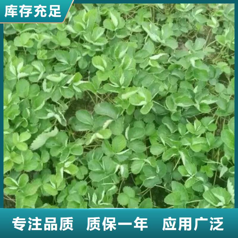 草莓苗草莓苗价格闪电发货