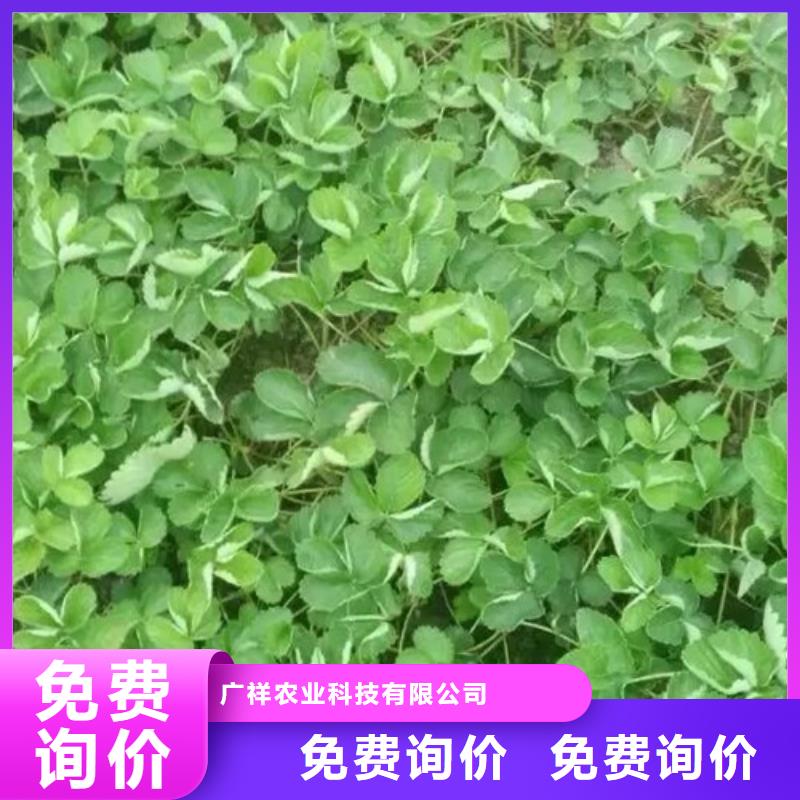 草莓苗梨树苗基地细节决定品质