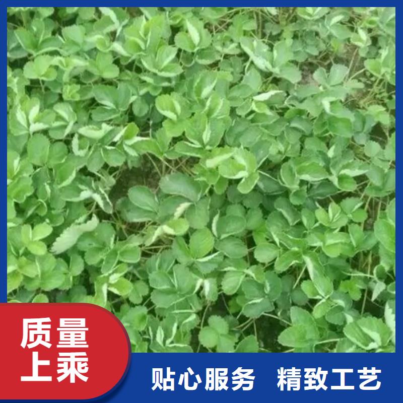草莓苗果树苗批发基地支持货到付清