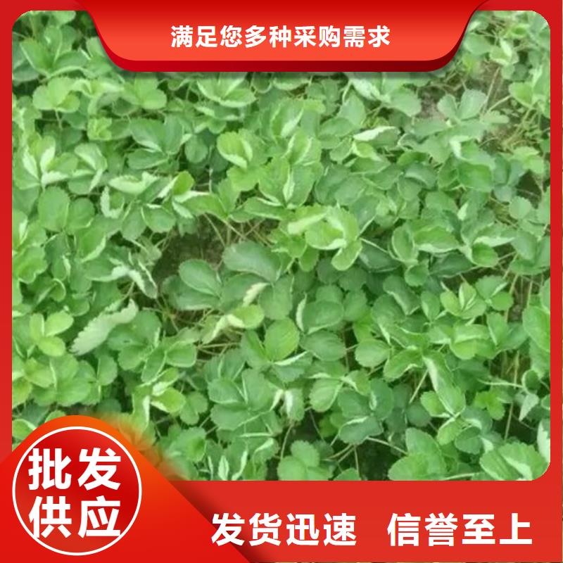 草莓苗蓝宝石葡萄苗源头厂家直销