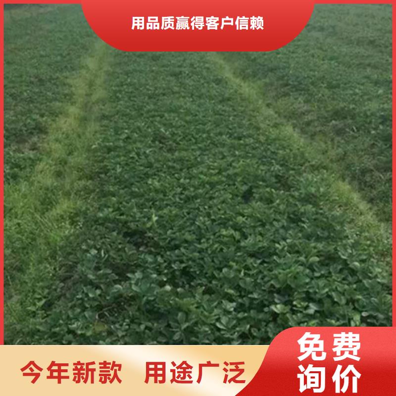 草莓苗蓝宝石葡萄苗源头厂家直销