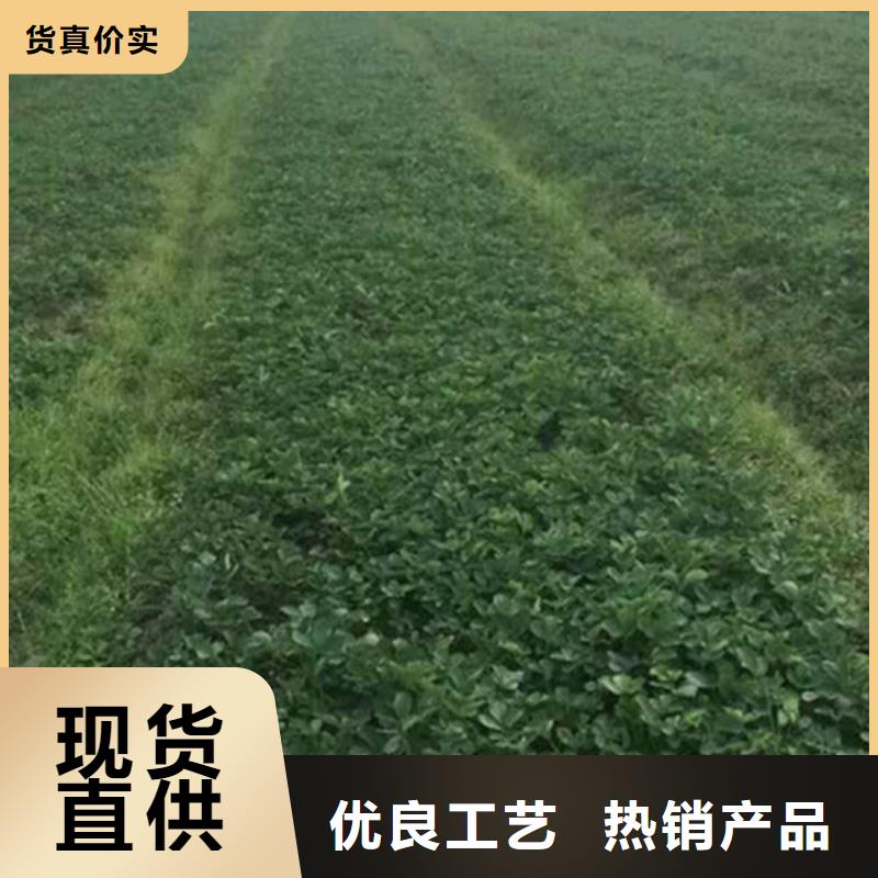 草莓苗【果树苗】质量安心