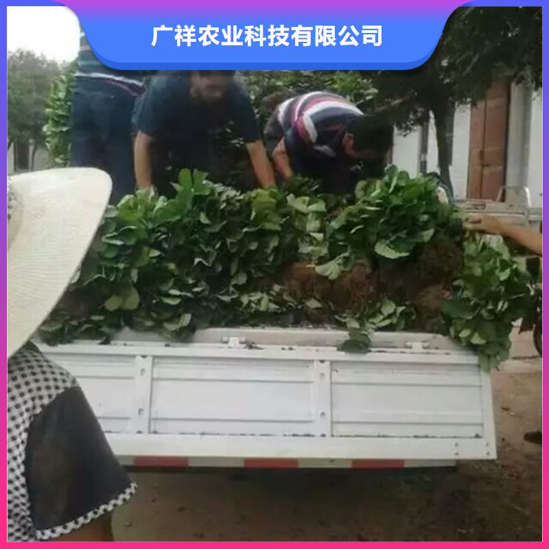草莓苗,红蜜桃树苗精选货源