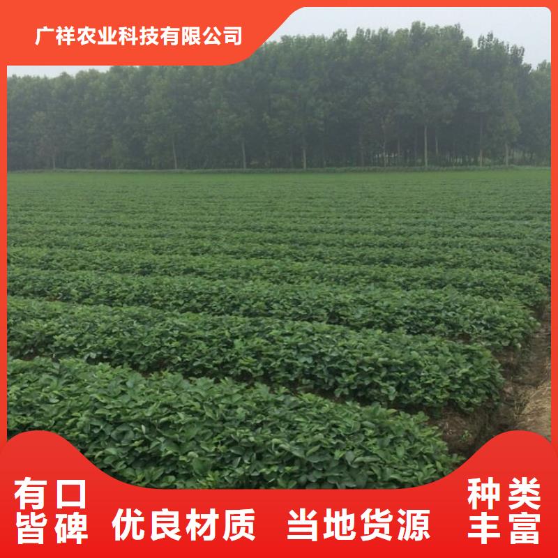 草莓苗毛蟠桃树苗基地闪电发货