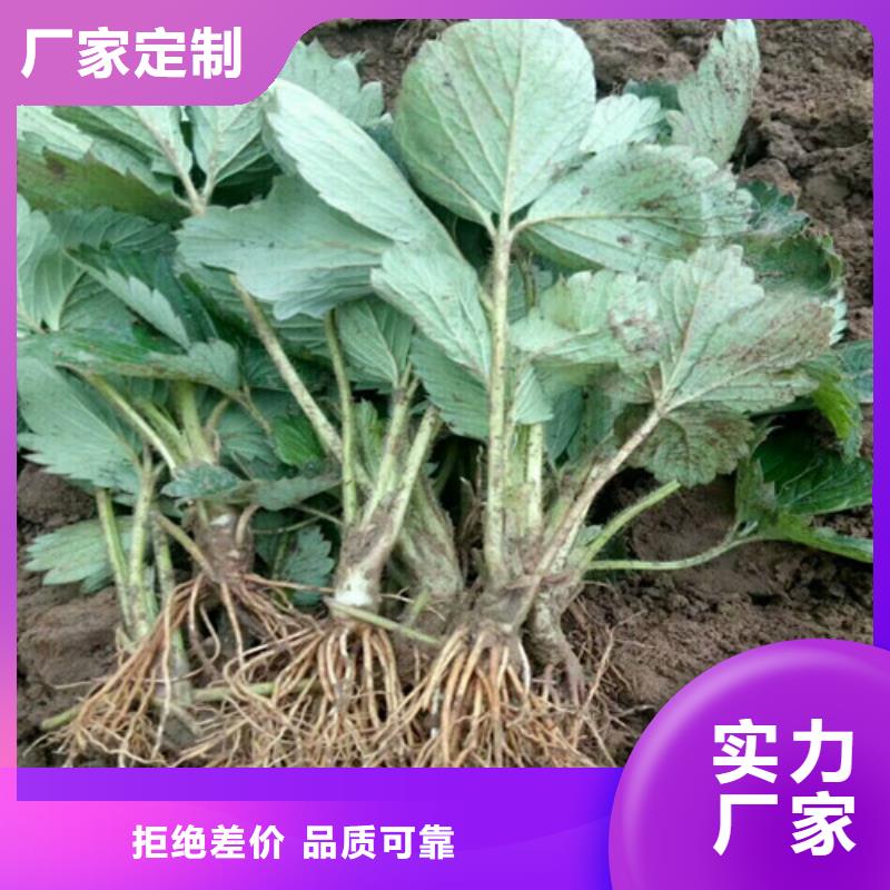 草莓苗果树苗助您降低采购成本