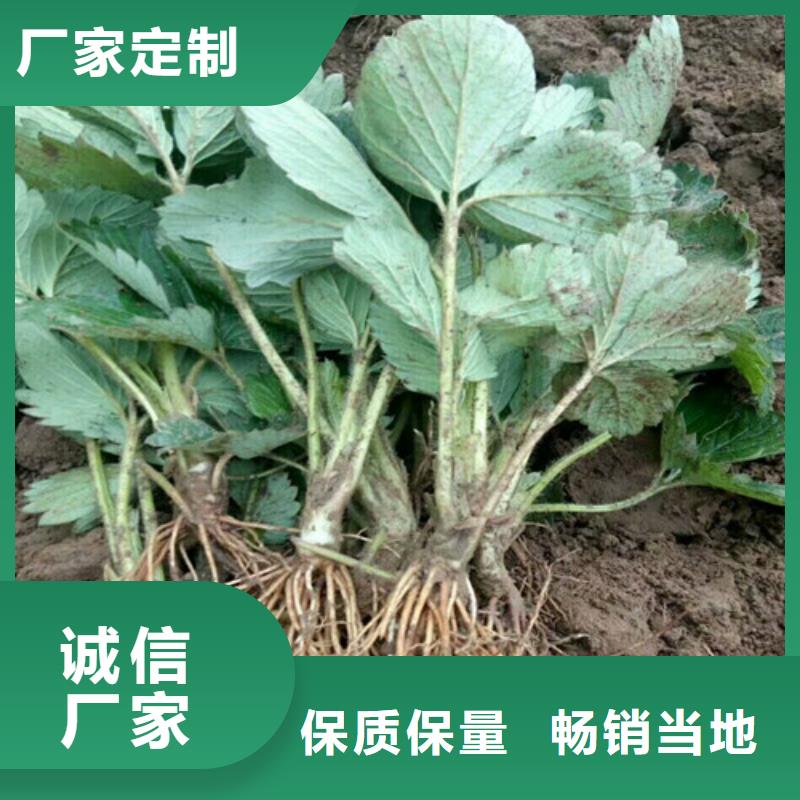 草莓苗梨树苗您想要的我们都有