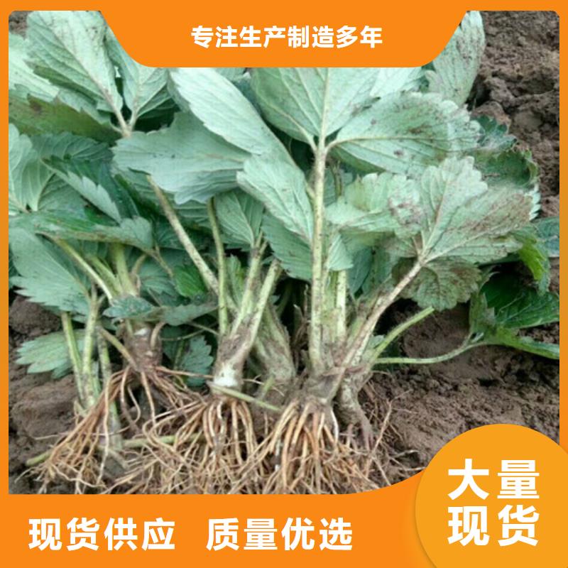 草莓苗,红蜜桃树苗精选货源