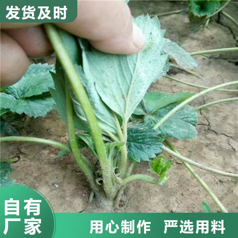 草莓苗蓝宝石葡萄树苗现货齐全售后无忧