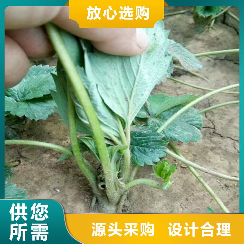 草莓苗果树苗批发基地支持货到付清