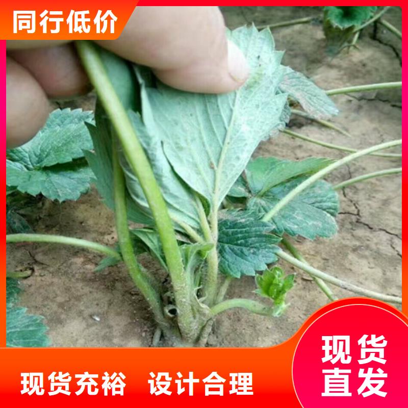 草莓苗蓝宝石葡萄树苗专心专注专业