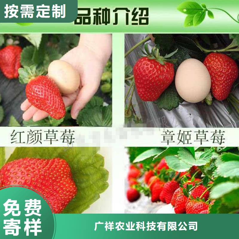 草莓苗,【草莓苗价格】注重细节