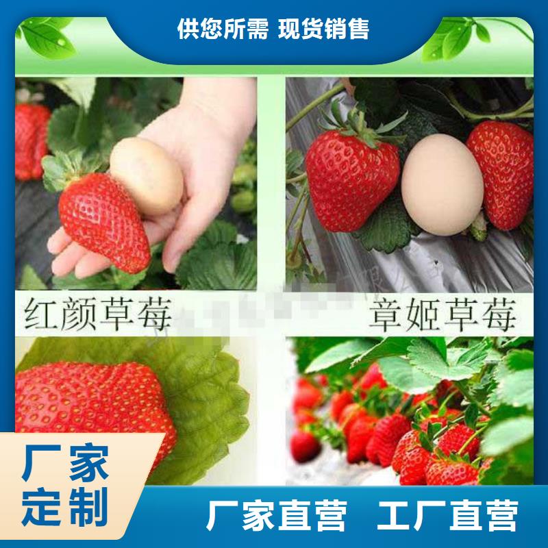 草莓苗,【阳光玫瑰葡萄树苗】生产型
