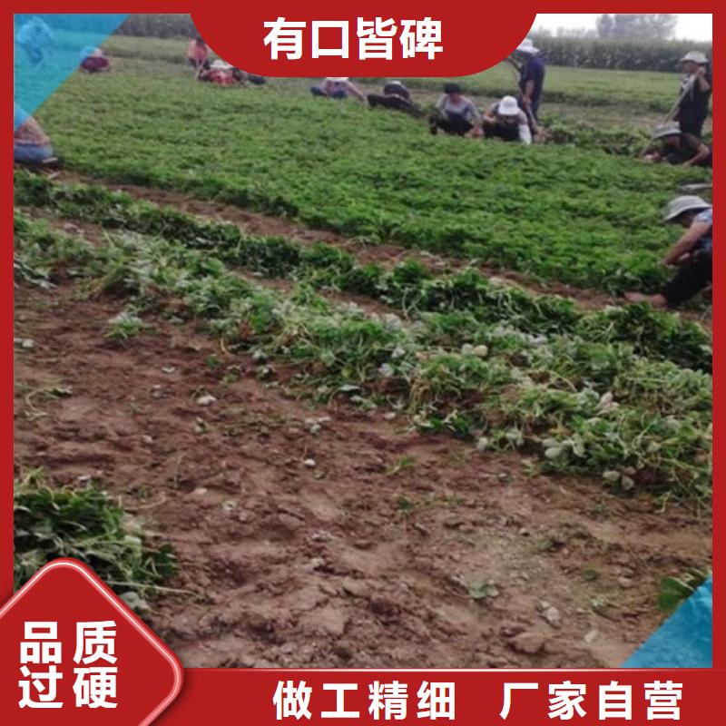 草莓苗-火箭大樱桃树苗源厂直接供货