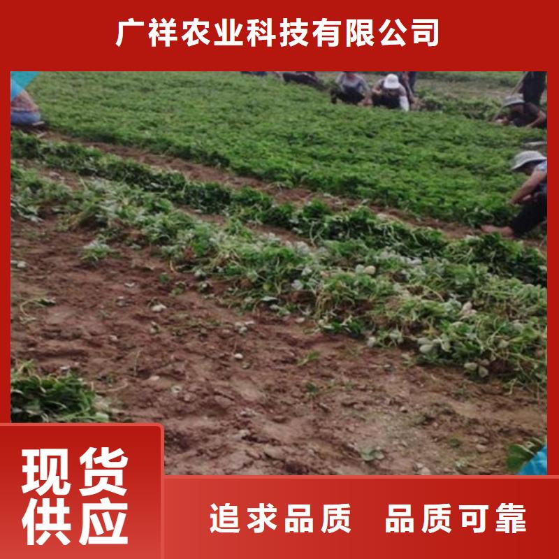 草莓苗香梨树苗真正的源头厂家