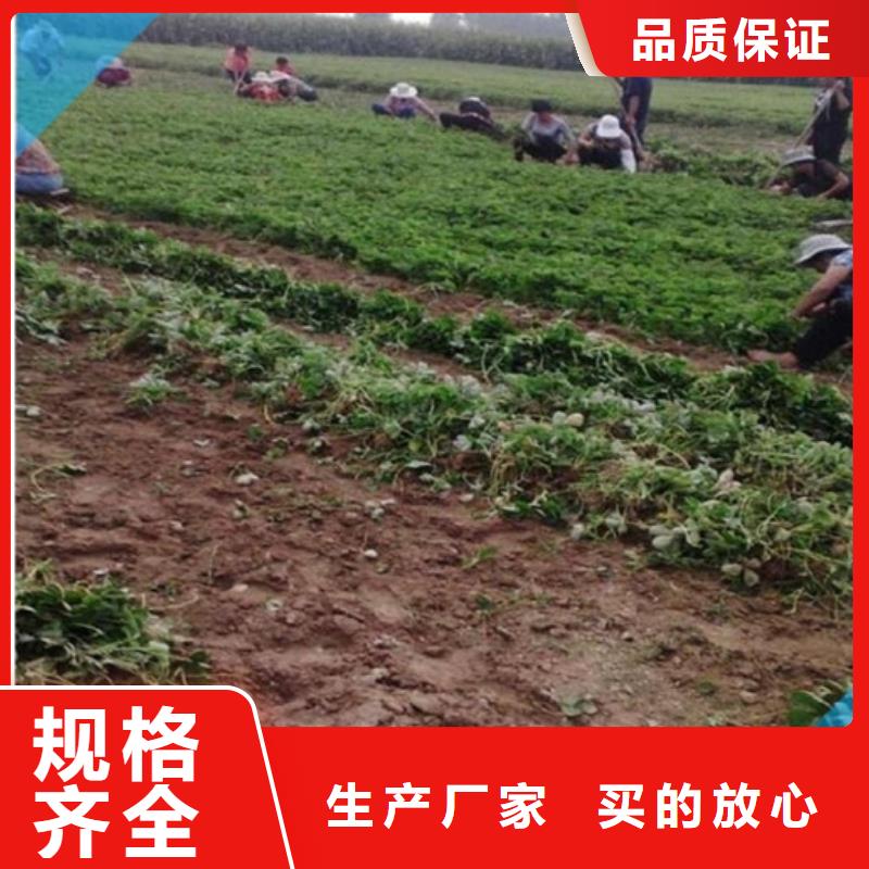 草莓苗-艾琳娜西梅树苗无中间商厂家直销