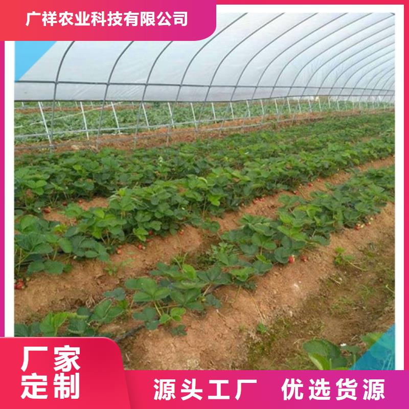 【草莓苗梨树苗基地质检严格放心品质】