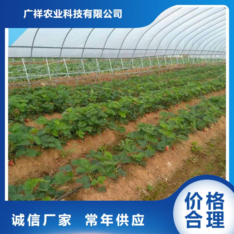 红颜草莓视频-湘潭市红颜草莓-附近可服务区域湘乡|韶山|岳阳|娄底|益阳|株洲|常德