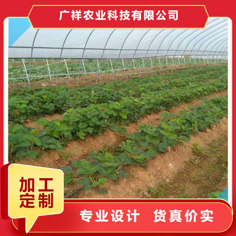 红颜草莓视频-咸宁|武汉|恩施|随州红颜草莓款式多样-广祥农业科技(湖北省分公司)