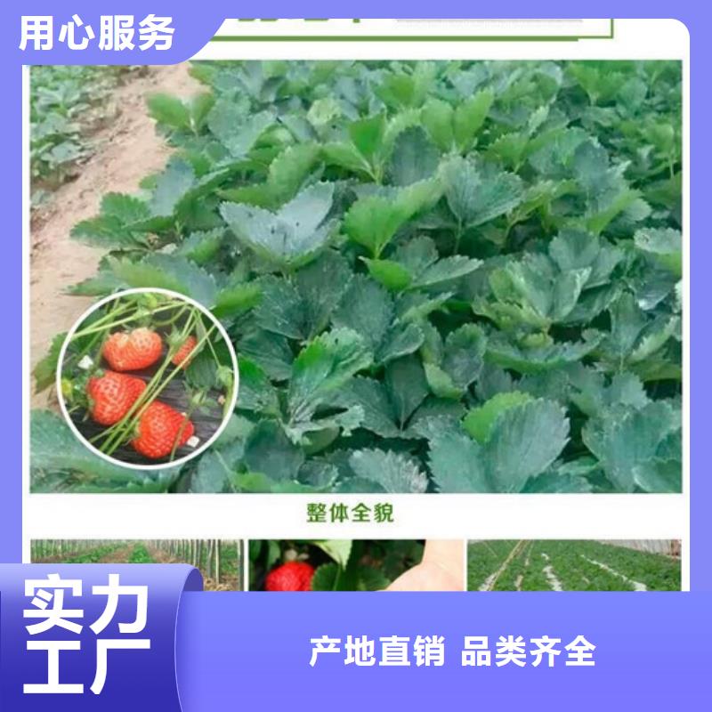 草莓苗草莓苗价格免费询价