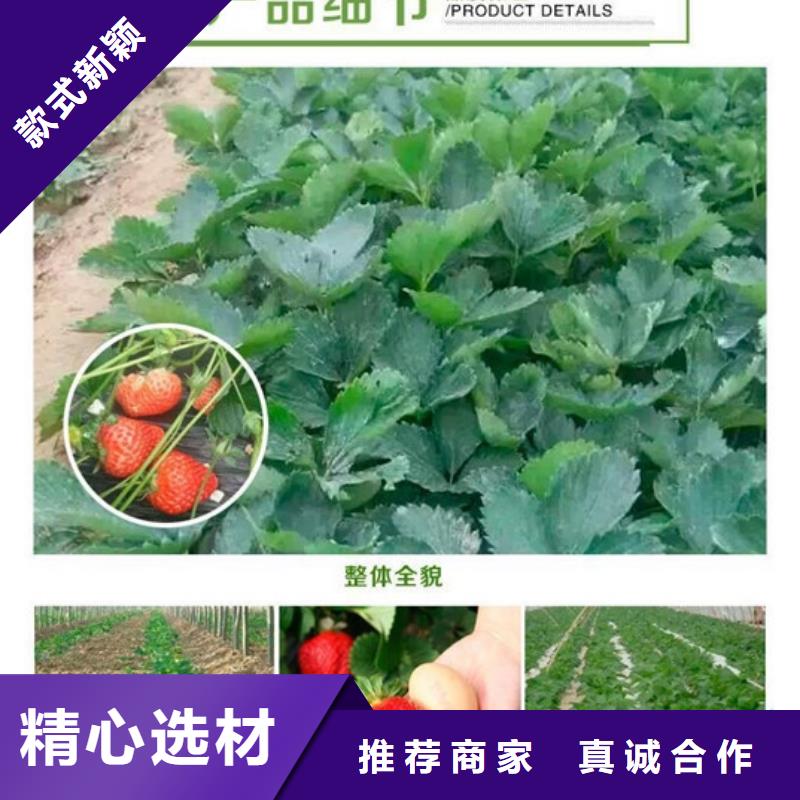 草莓苗樱桃苗可放心采购