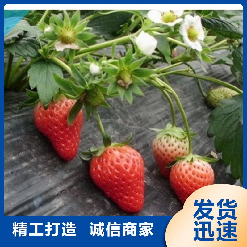 草莓苗苹果苗品质保证实力见证