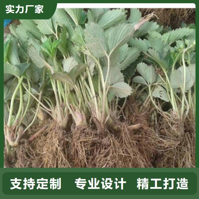 草莓苗香梨树苗真正的源头厂家