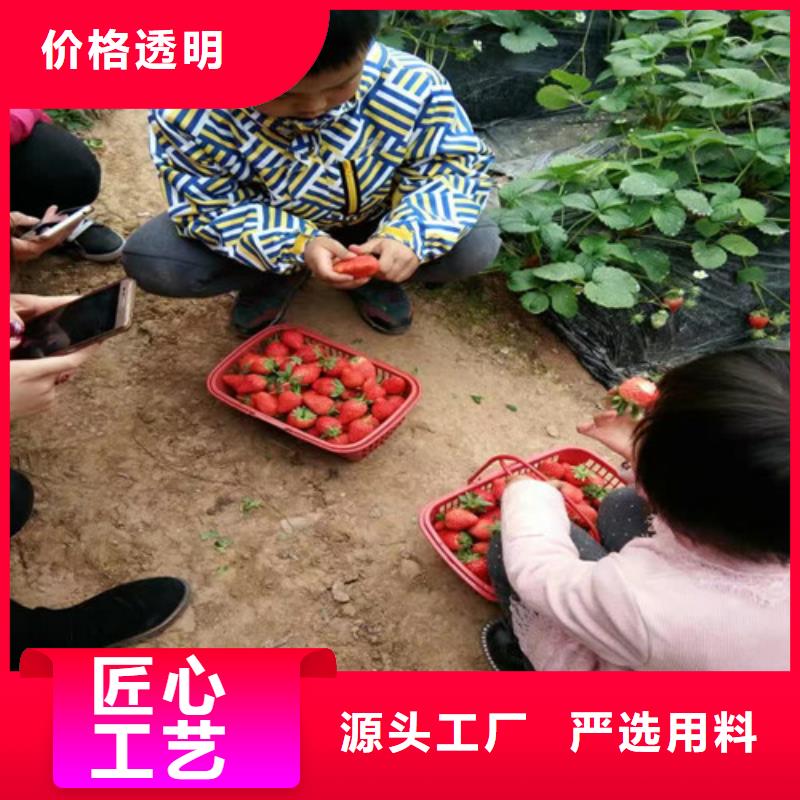 草莓苗柱状梨树苗让利客户